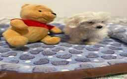 Bichón Maltés perros en venta: Bichon maltés toy  - Imagen 6