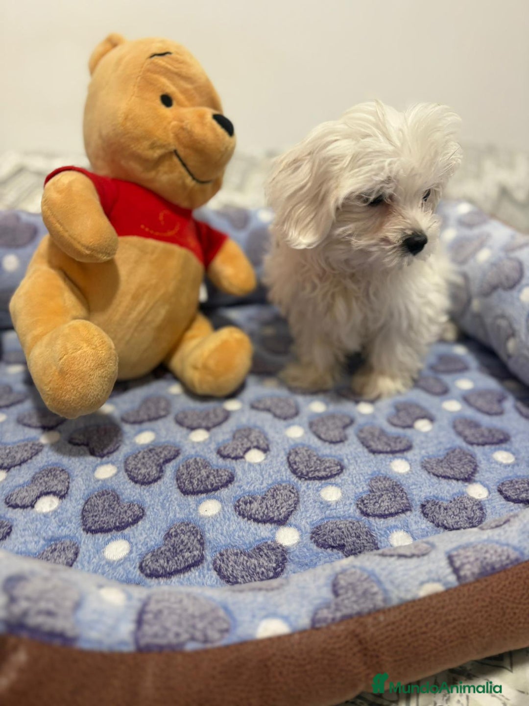 Bichón Maltés perros en venta: Bichon maltés toy  - Imagen 6