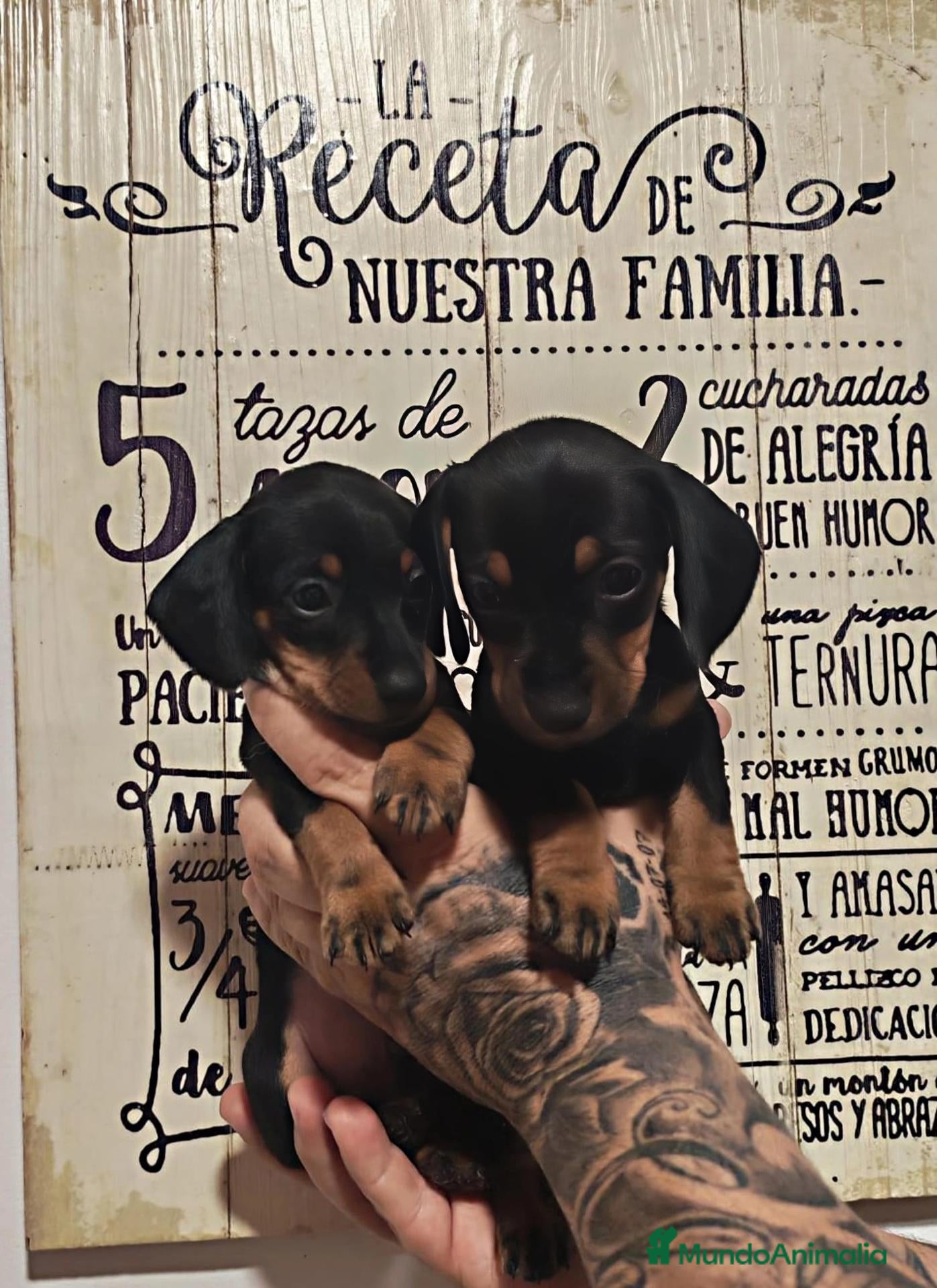 Teckel perros HEMBRAS Teckel Arlequínes y Negros fuego ECONÓMICO - Anuncio 1
