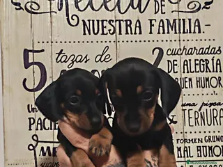 Teckel perros HEMBRAS Teckel Arlequínes y Negros fuego ECONÓMICO - Anuncio 1