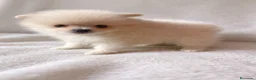Pomerania perros en venta: Pomerania Toy - Anuncio 3