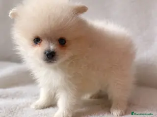 Pomerania perros Pomerania Mini Toy Blanco/Crema Tipo Osito, - Anuncio 13