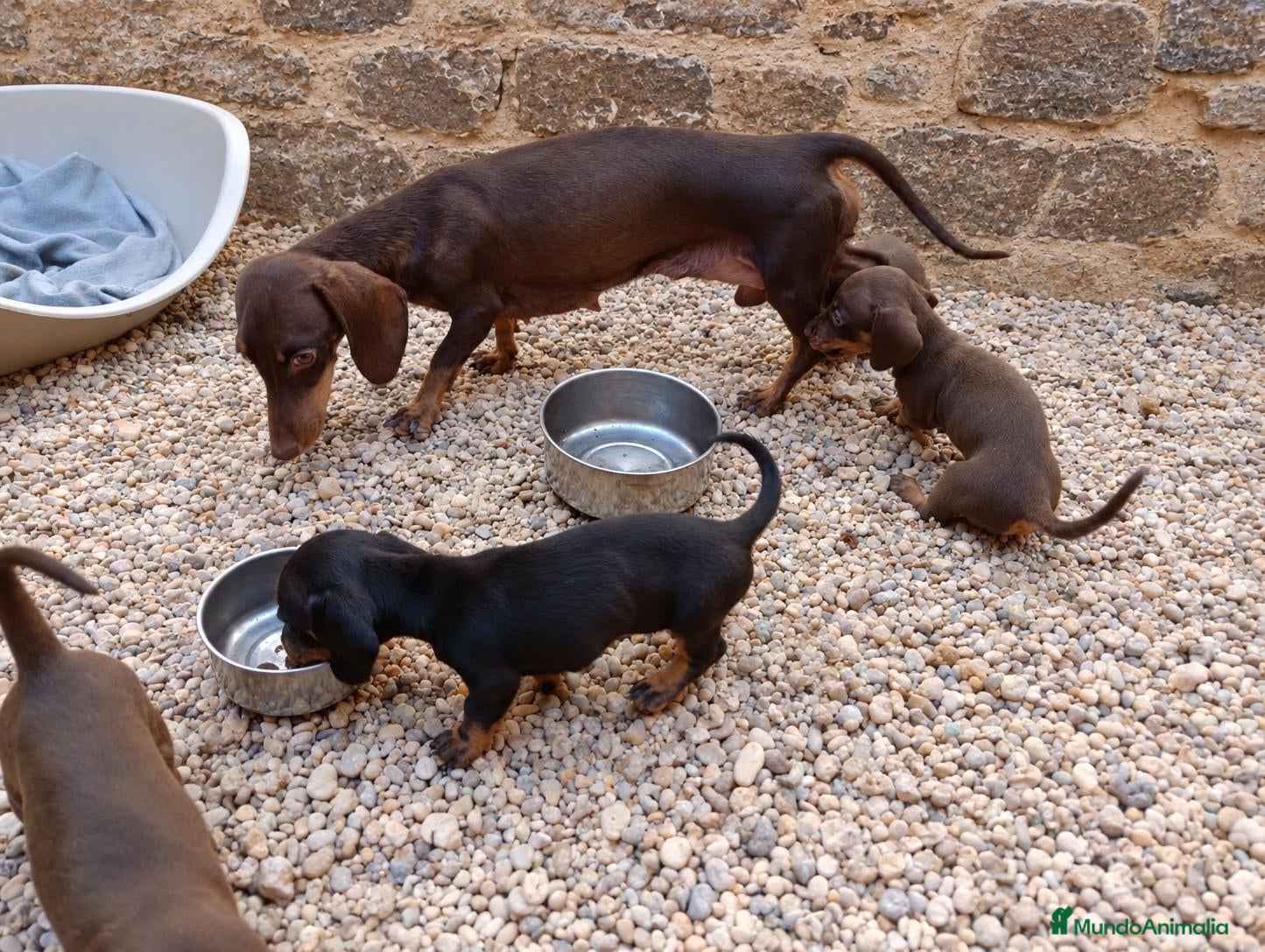 Teckel Miniatura perros Camada Teckel Kaninchen - Anuncio 2