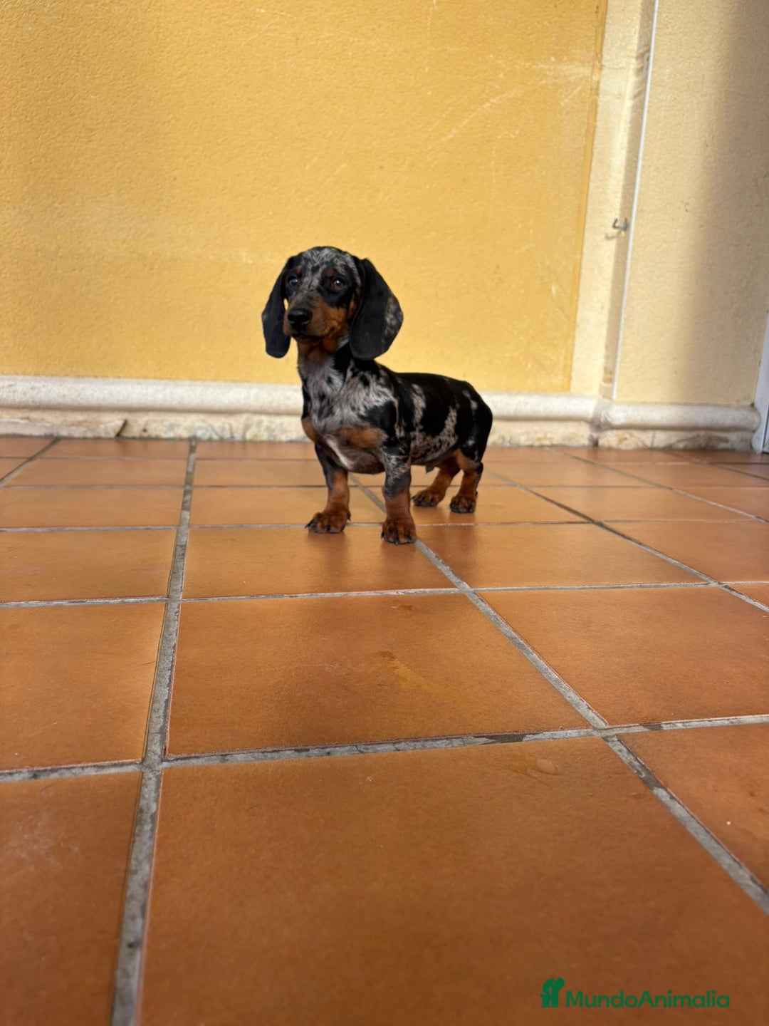 Teckel Miniatura perros en venta: Teckel Kaninchen arlequín Merle plata  - Anuncio 2