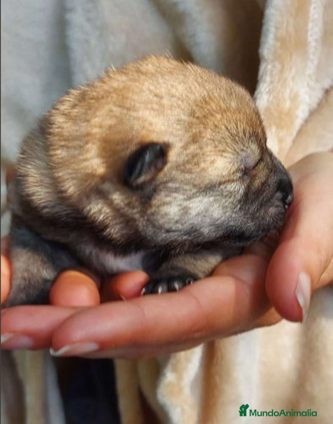Shiba Inu perros en venta: SHIBA INU SELECCIÓN - Imagen 7