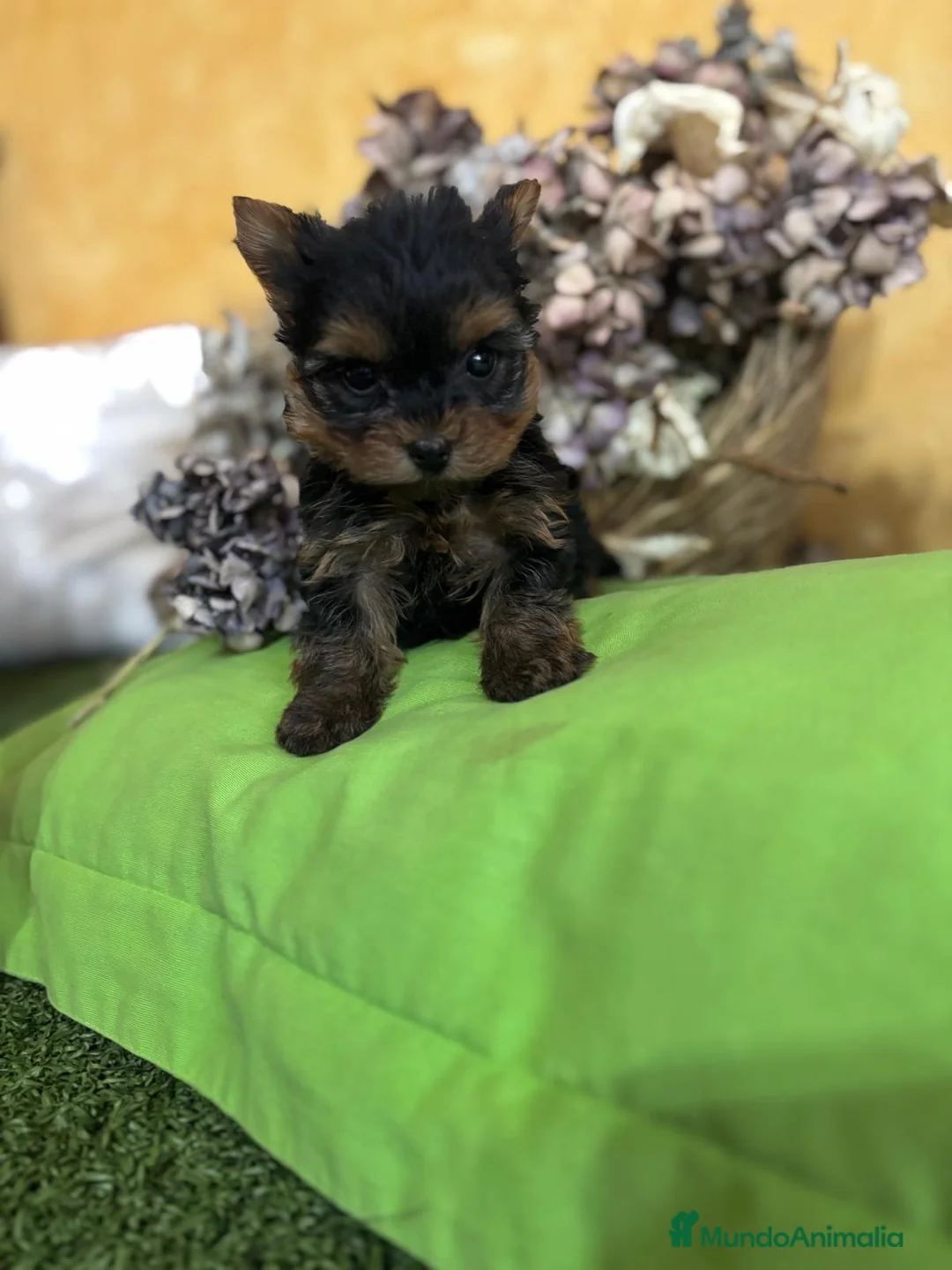 Yorkshire Terrier perros en venta: Yorkshire Toy fotos actuales hembra y macho !! - Anuncio 8