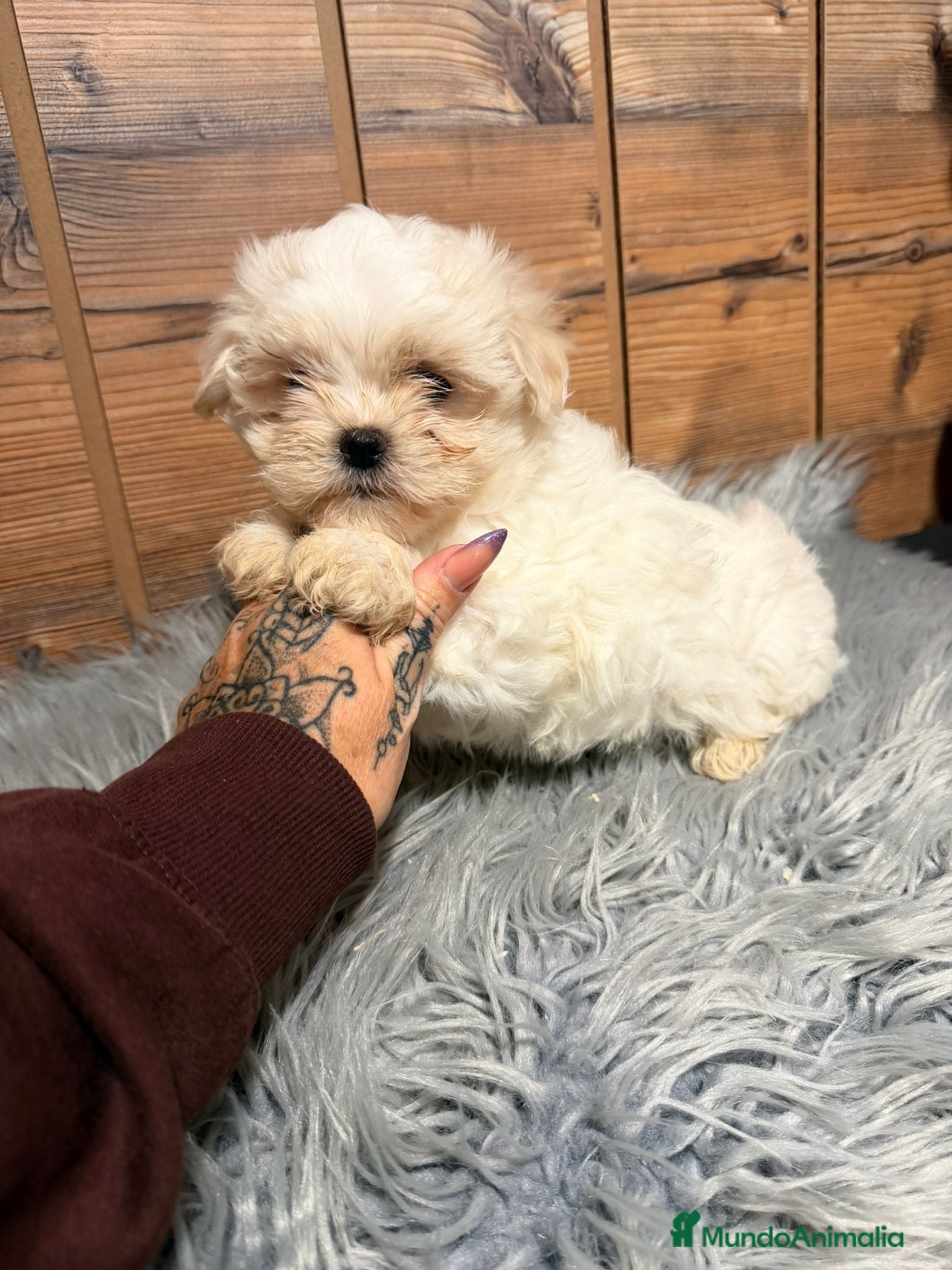 Bichón Maltés perros BICHON MALTES HEMBRA - Anuncio 2