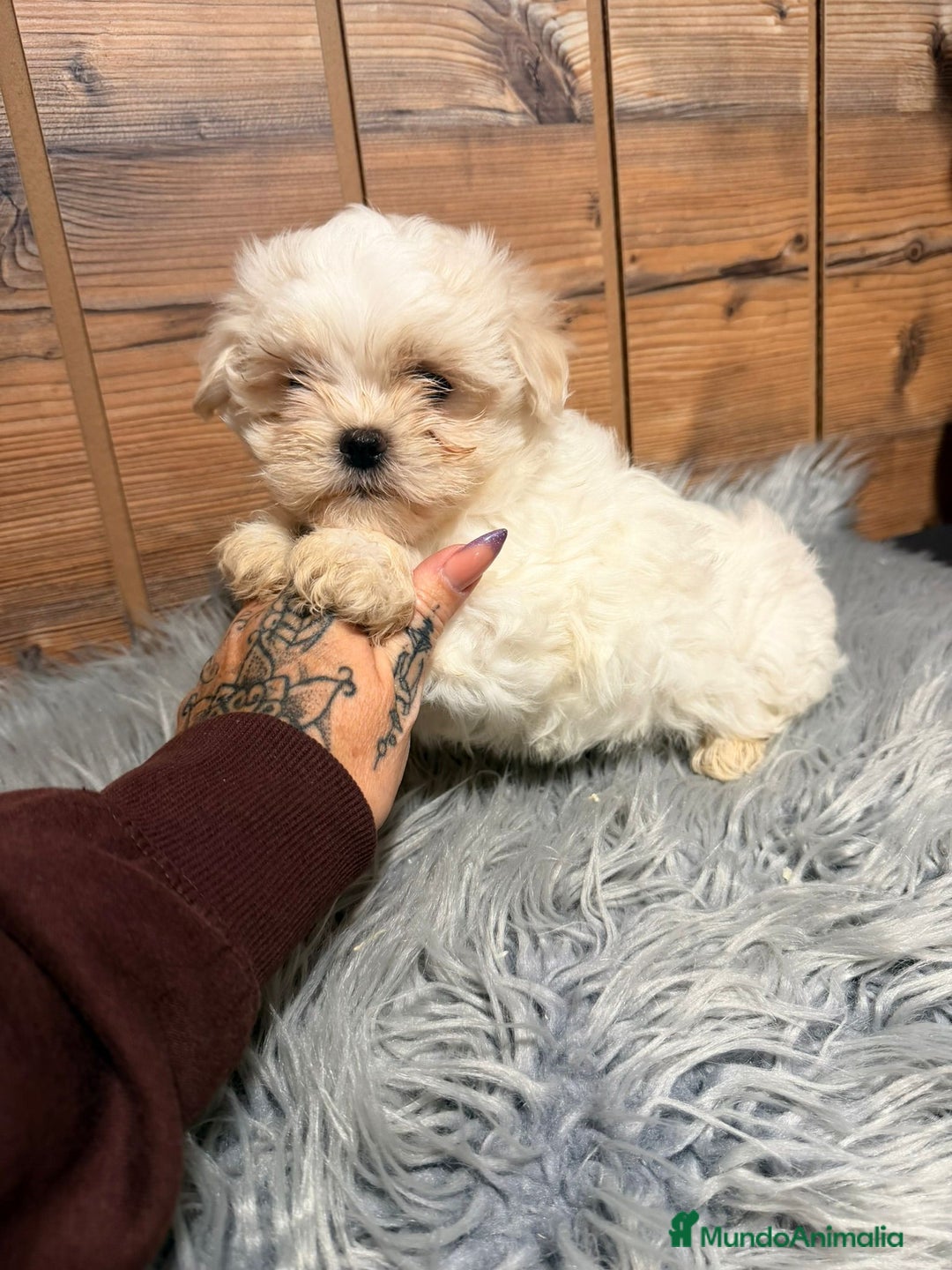 Bichón Maltés perros en venta: BICHON MALTES HEMBRA - Anuncio 2