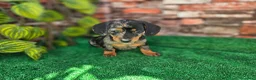 Teckel Miniatura perros en venta: TECKEL MINIATURA ARLEQUIN - Anuncio 4