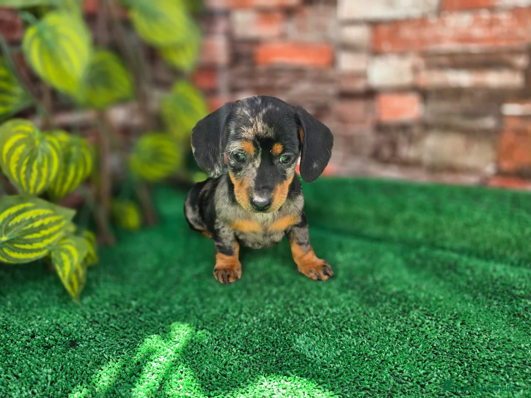 Teckel Miniatura perros en venta: TECKEL MINIATURA ARLEQUIN - Anuncio 4
