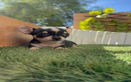 Chihuahua perros en venta: CHIHUAHUA HEMBRA - Imagen 4