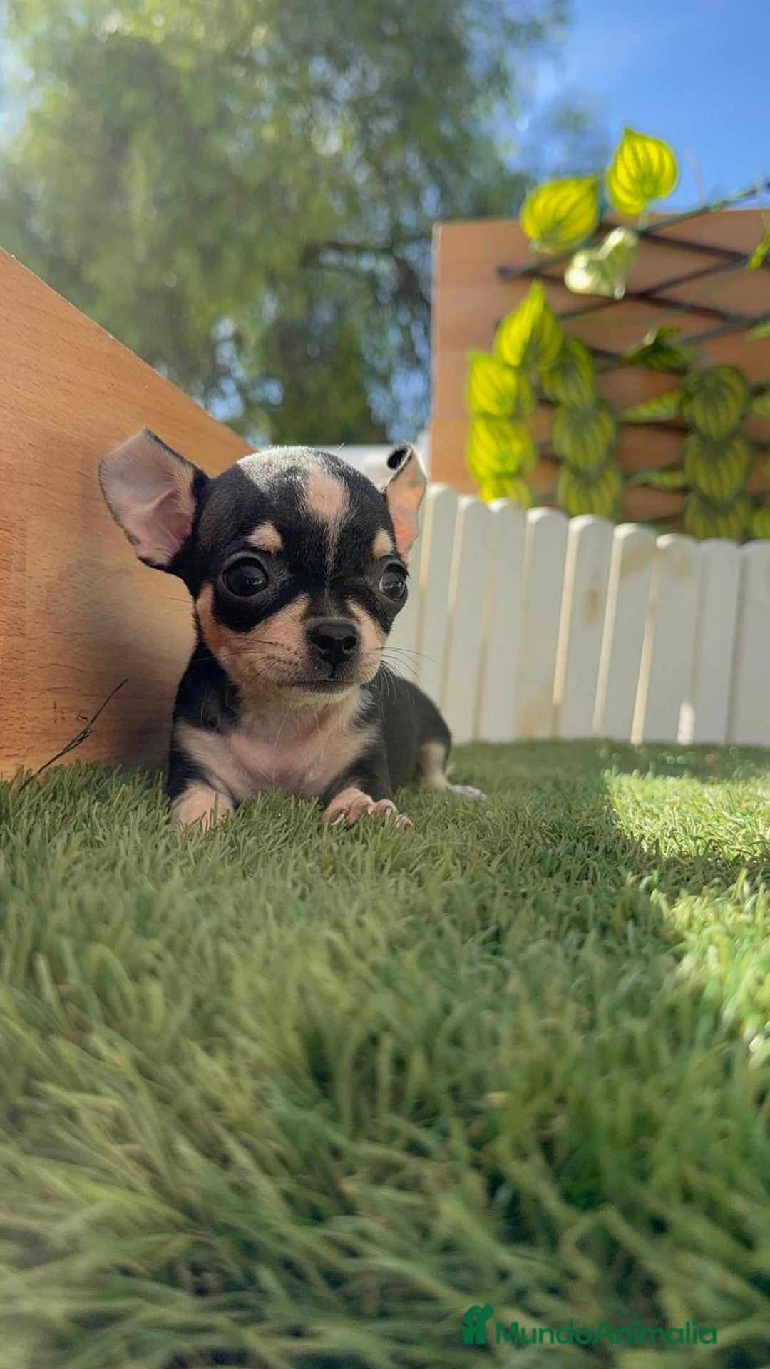 Chihuahua perros en venta: CHIHUAHUA HEMBRA - Imagen 4