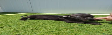 Chihuahua Cachorro 1 negro