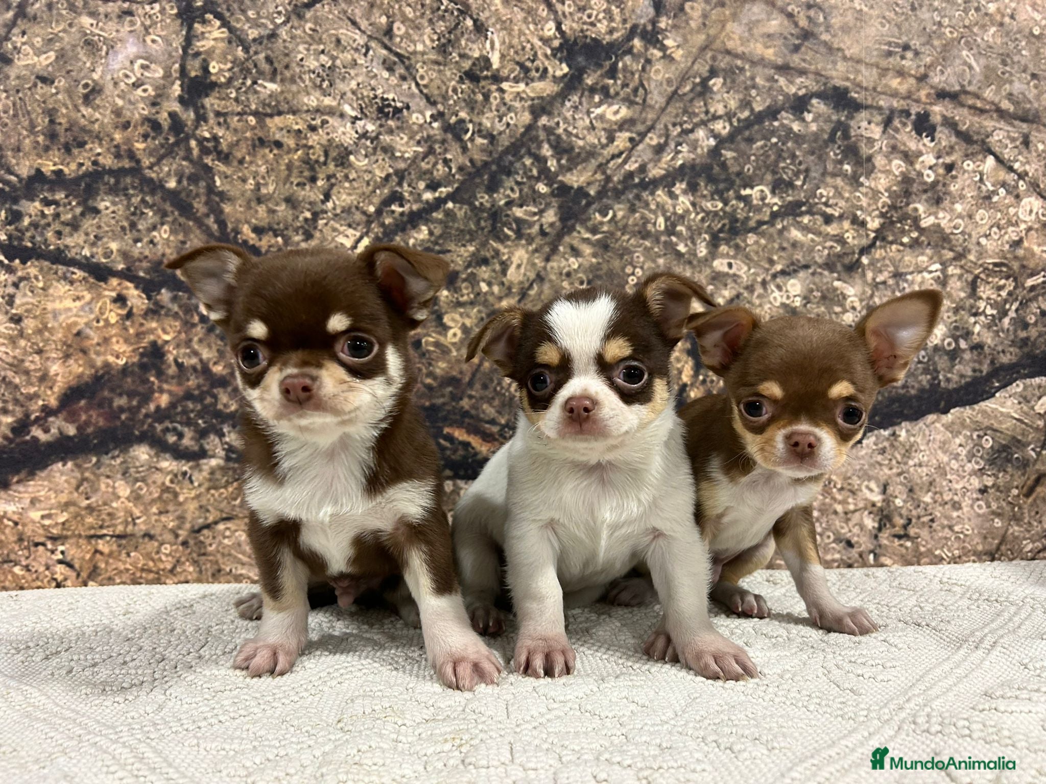 Chihuahua perros Chihuahua mini - Anuncio 1