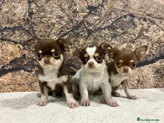 Chihuahua perros Chihuahua mini - Anuncio 15