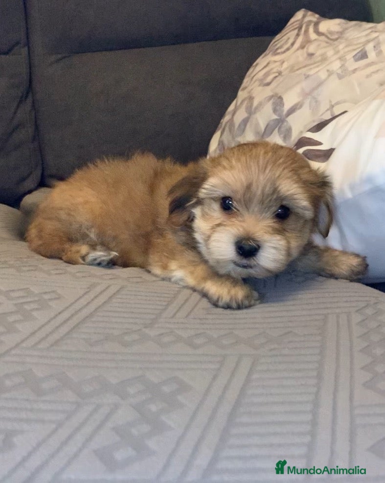 Morkie perros en venta: Cachorros Morkie - Anuncio 1