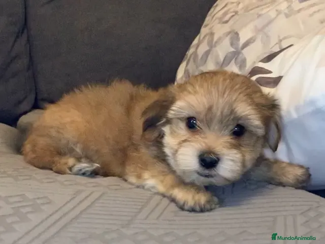Morkie perros en venta: Cachorros Morkie - Anuncio 1