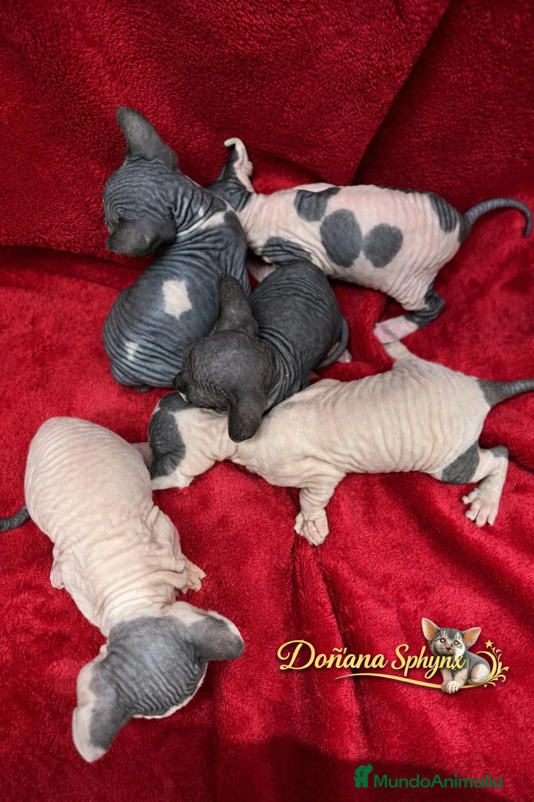 Sphynx gatos en venta: Dos camadas de gatitos Sphynx nacidos en febrero - Anuncio 2