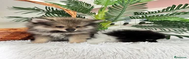 Pomerania 2