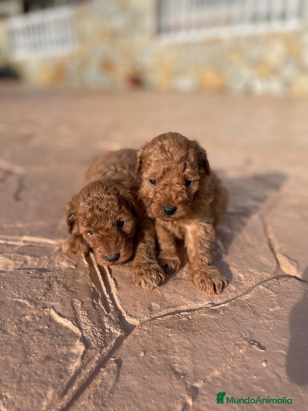 Caniche Toy perros caniche  - Anuncio 1
