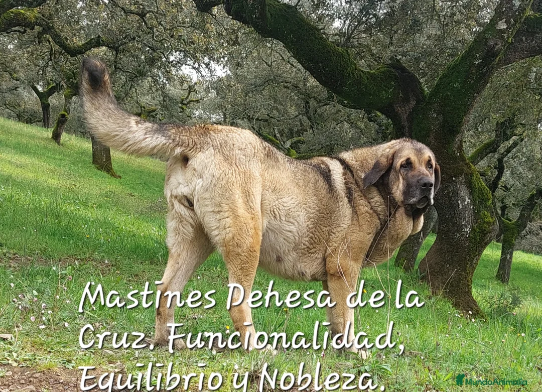 Mastín Español perros en venta: CAMADA DE MASTÍN ESPAÑOL  - Anuncio 2