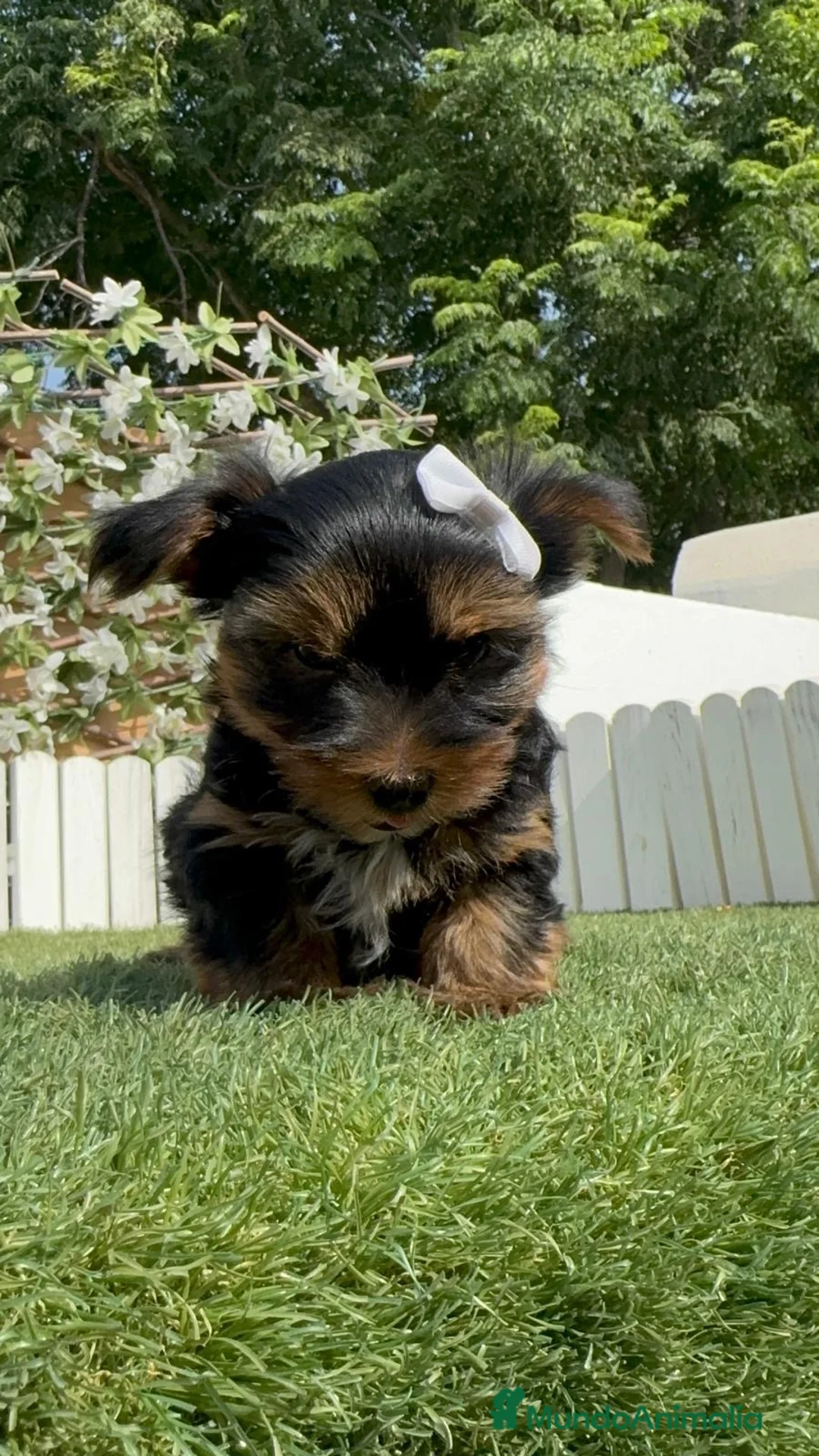 Yorkshire Terrier perros en venta: YORKSHIRE TERRIER - Anuncio 2