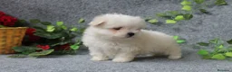 Bichón Maltés perros en venta: PRECIOSOS BICHON MALTES  LINEA TOY  - Anuncio 14