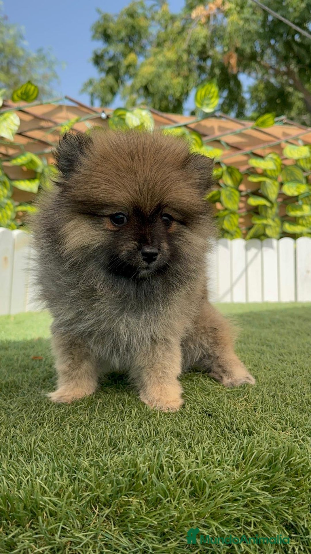 Pomerania perros en venta: POMERANIA MACHO 2 - Imagen 7