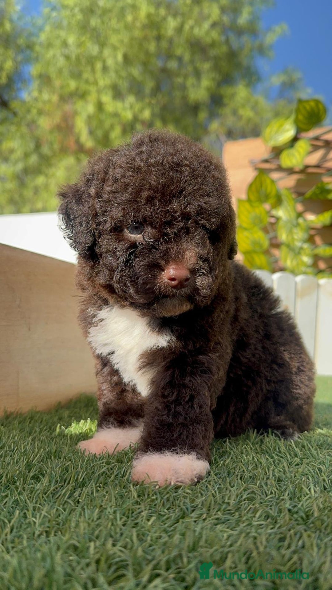 Perro de Agua Español perros en venta: PERRO DE AGUA ESPAÑOL HEMBRA - Imagen 15