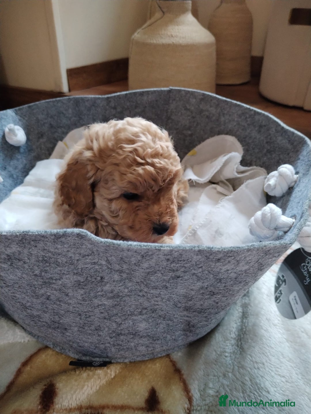 Caniche Mediano perros en venta: Caniche apricot - Anuncio 4