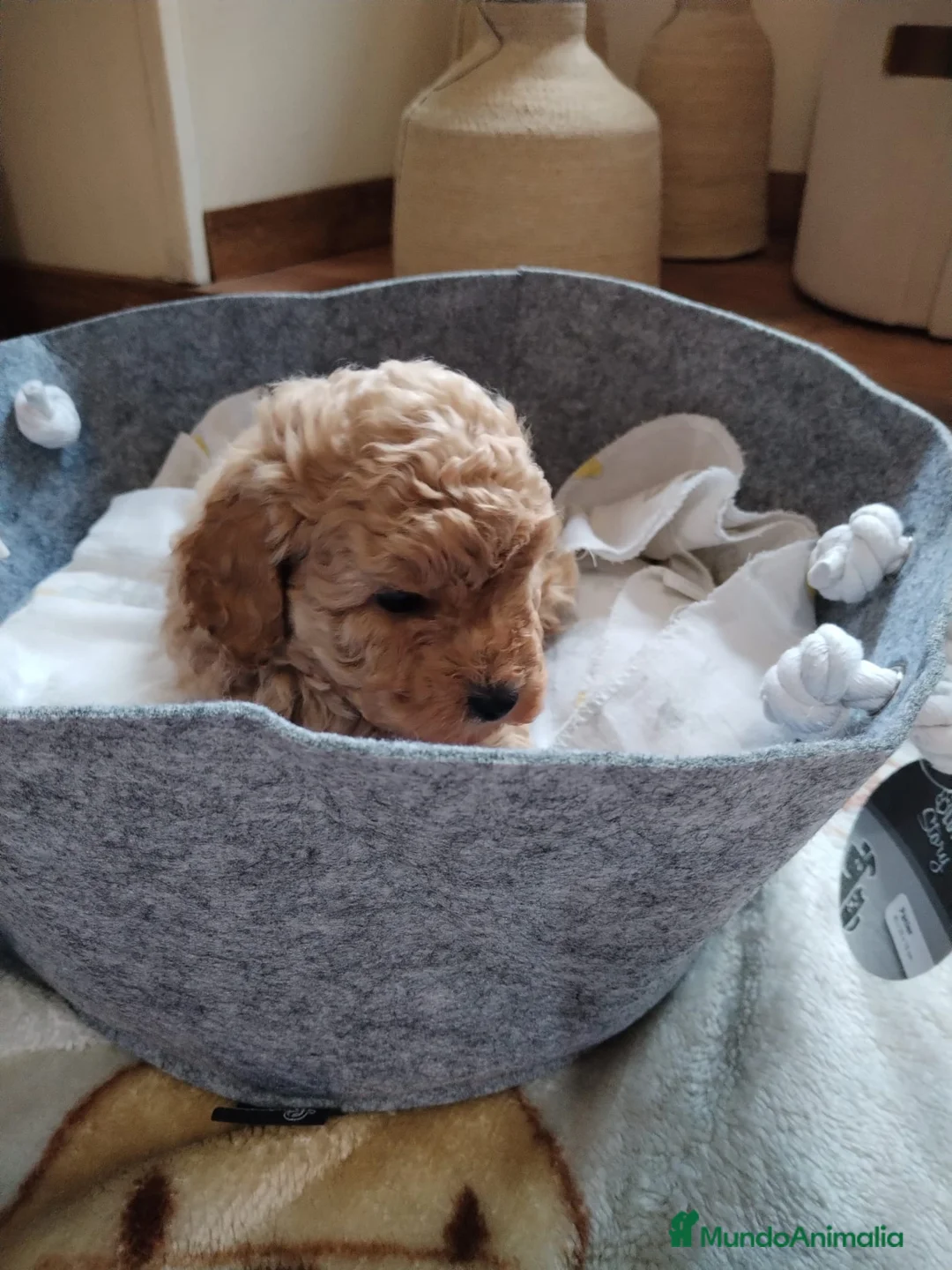 Caniche Mediano perros en venta: Caniche apricot - Anuncio 4