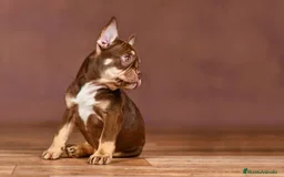 Bulldog Francés perros en venta: BULLDOG FRANCES EXOTICOS  - Imagen 4