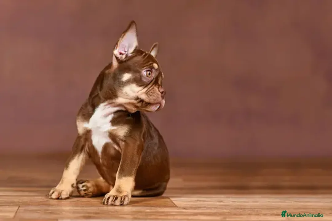 Bulldog Francés perros en venta: BULLDOG FRANCES EXOTICOS  - Imagen 4