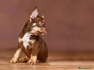 Bulldog Francés perros BULLDOG FRANCES EXOTICOS - Anuncio 6