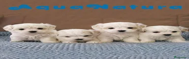 Bichón Maltés