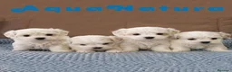 Bichón Maltés perros en venta: Cachorros Bichon Maltes - Anuncio 2