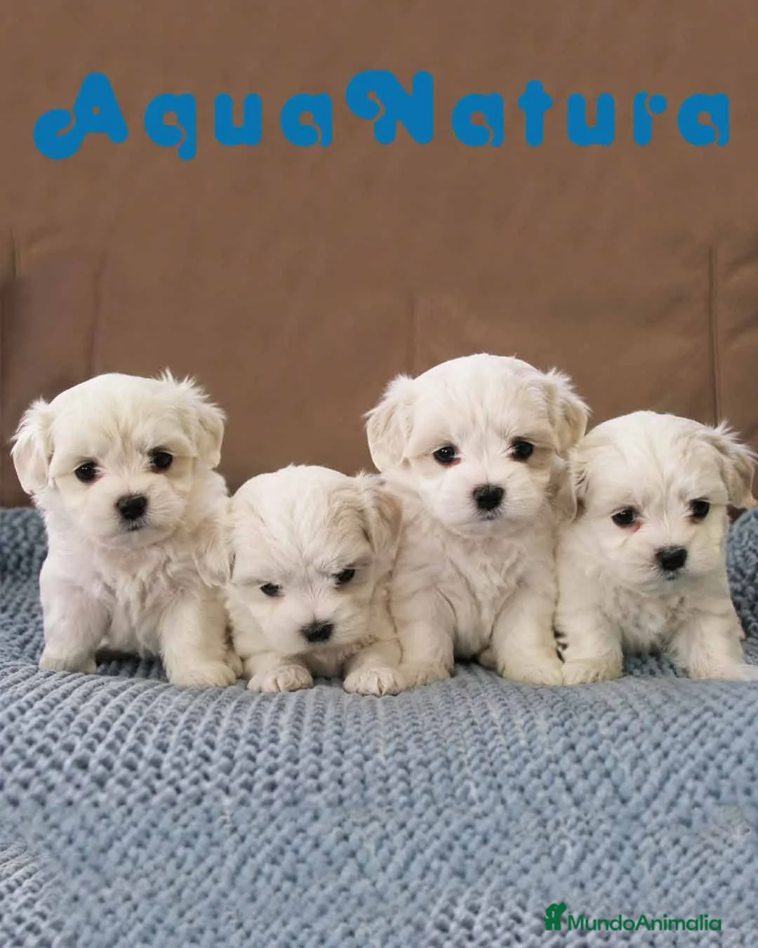 Bichón Maltés perros en venta: Cachorros Bichon Maltes - Anuncio 2