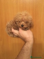 Caniche Toy perros IMPRESIONANTES CANICHES TOYS 😍🐶 en Madrid - Anuncio 13