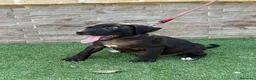 American Pit Bull Terrier perros en venta: Cachorra auténtica APBT - Anuncio 11