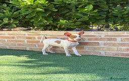 Podenco Ibicenco perros en venta: Cachorro podenco ibicenco  - Imagen 8