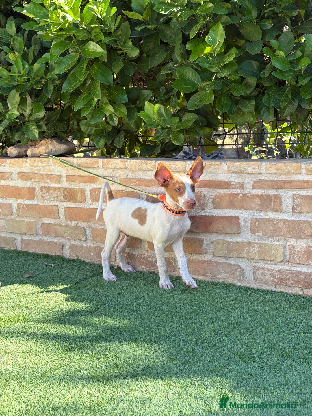 Podenco Ibicenco perros en venta: Cachorro podenco ibicenco  - Imagen 8
