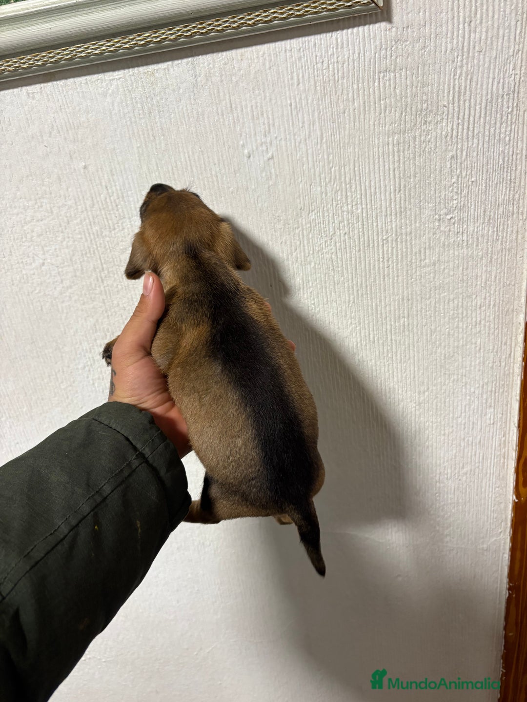 Teckel perros en venta: Disponible teckel color jabalí  - Anuncio 5