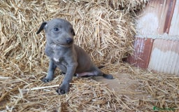 Whippet perros en venta: Whippet  - Imagen 1