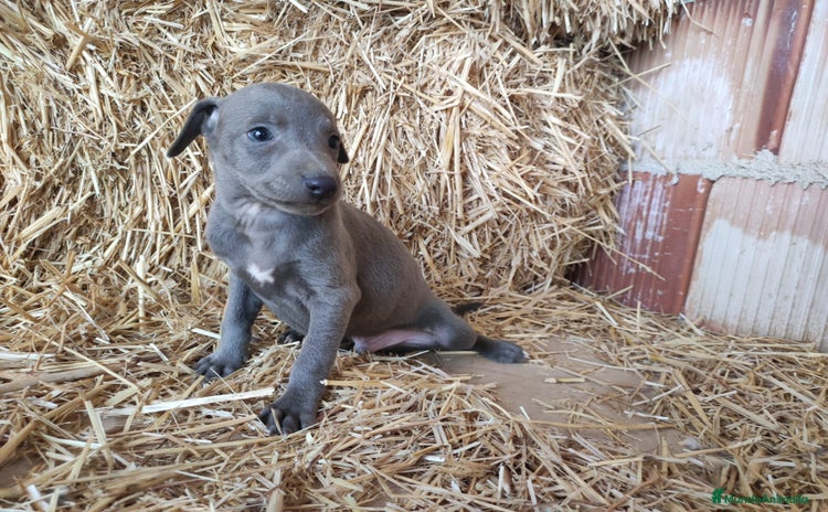 Whippet perros - Anuncio 4