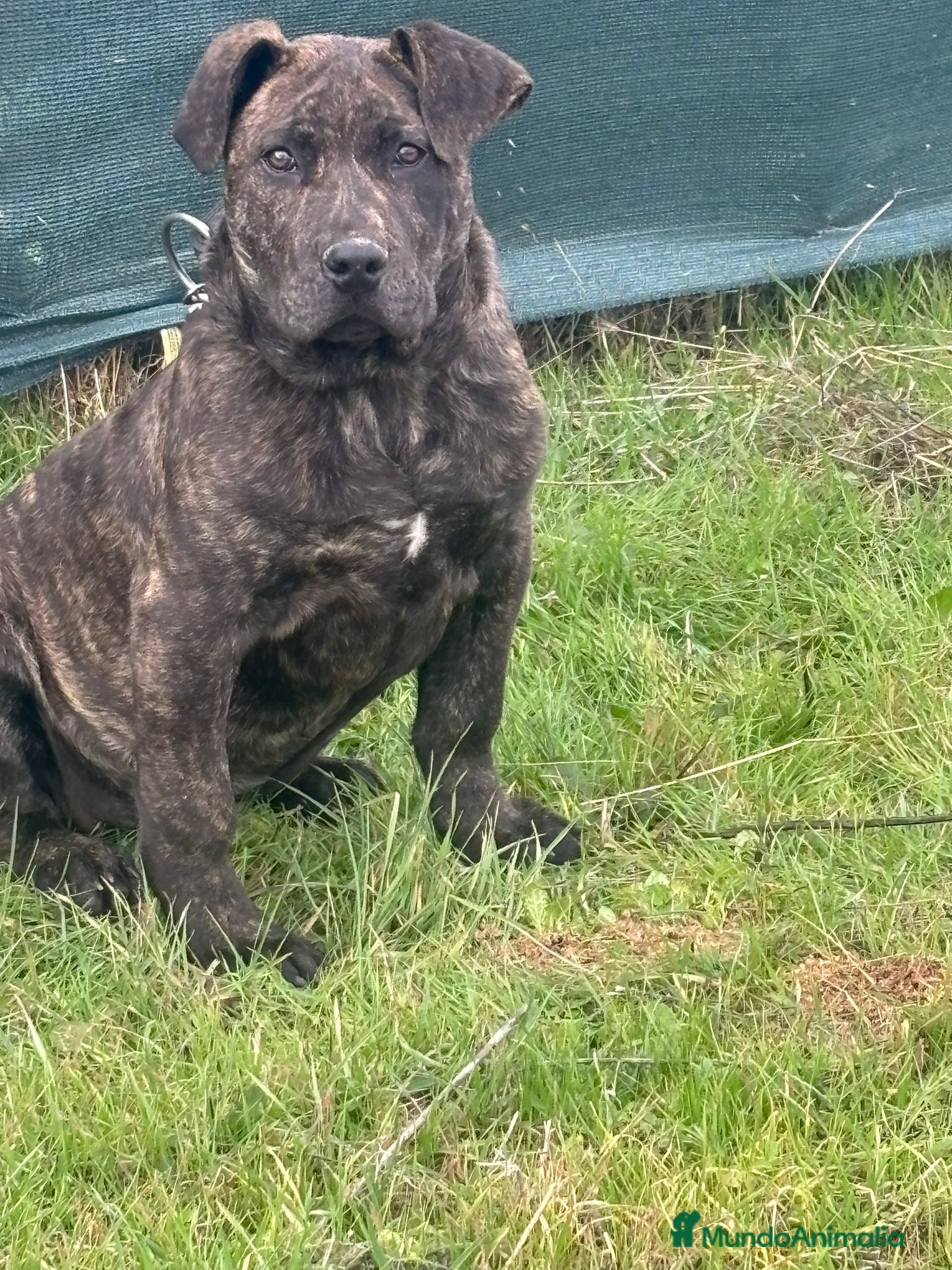 Presa Canario perros Presa canario de trabajo  - Anuncio 9