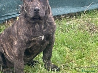 Presa Canario perros Presa canario de trabajo - Anuncio 1