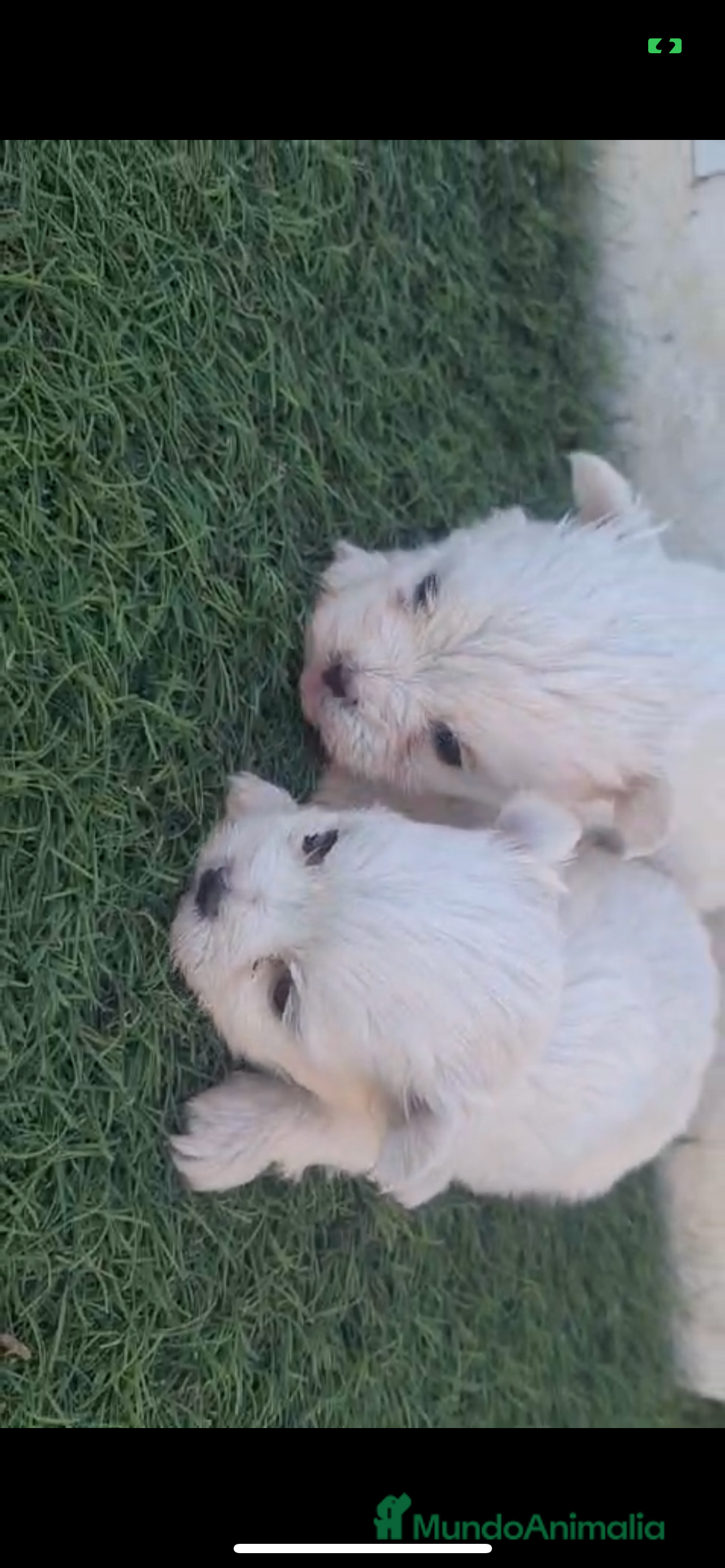 Bichón Maltés perros Preciosos Bichon maltes toy en Almería - Anuncio 2
