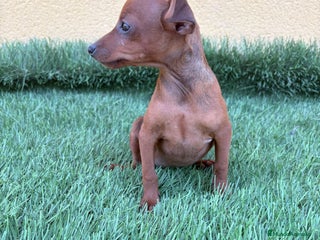 Pinscher Miniatura perros - Anuncio 6
