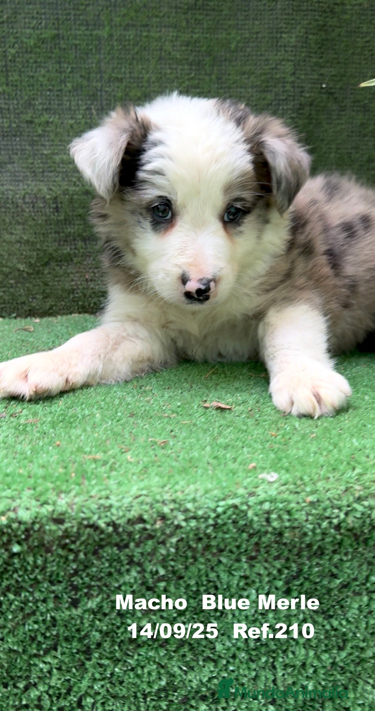 Border Collie perros Border Collie Blue Merle - Anuncio 2
