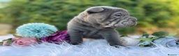 Shar Pei perros en venta: LOS BEBE SHAR PEI MAS BONITOS en Málaga - Anuncio 4